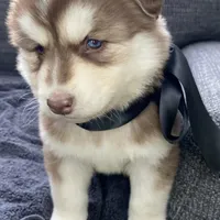 Storm, a male Siberian Husky for sale in Mocksville, NC – Photo 5 of 9