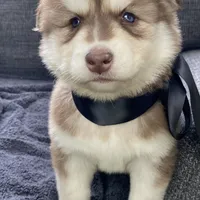 Storm, a male Siberian Husky for sale in Mocksville, NC – Photo 2 of 9