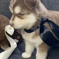 Storm, a male Siberian Husky for sale in Mocksville, NC – Photo 8 of 9