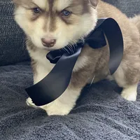 Storm, a male Siberian Husky for sale in Mocksville, NC – Photo 9 of 9