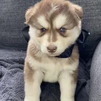 Storm, a male Siberian Husky for sale in Mocksville, NC – Photo 1 of 9