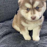 Storm, a male Siberian Husky for sale in Mocksville, NC – Photo 3 of 9