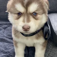 Storm, a male Siberian Husky for sale in Mocksville, NC – Photo 7 of 9