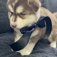 Storm, a male Siberian Husky for sale in Mocksville, NC – Photo 4 of 9