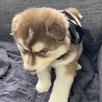 Storm, a male Siberian Husky for sale in Mocksville, NC – Photo 6 of 9