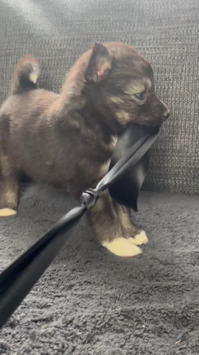 Aspen , a male Siberian Husky for sale in Mocksville, NC – 6 of 6