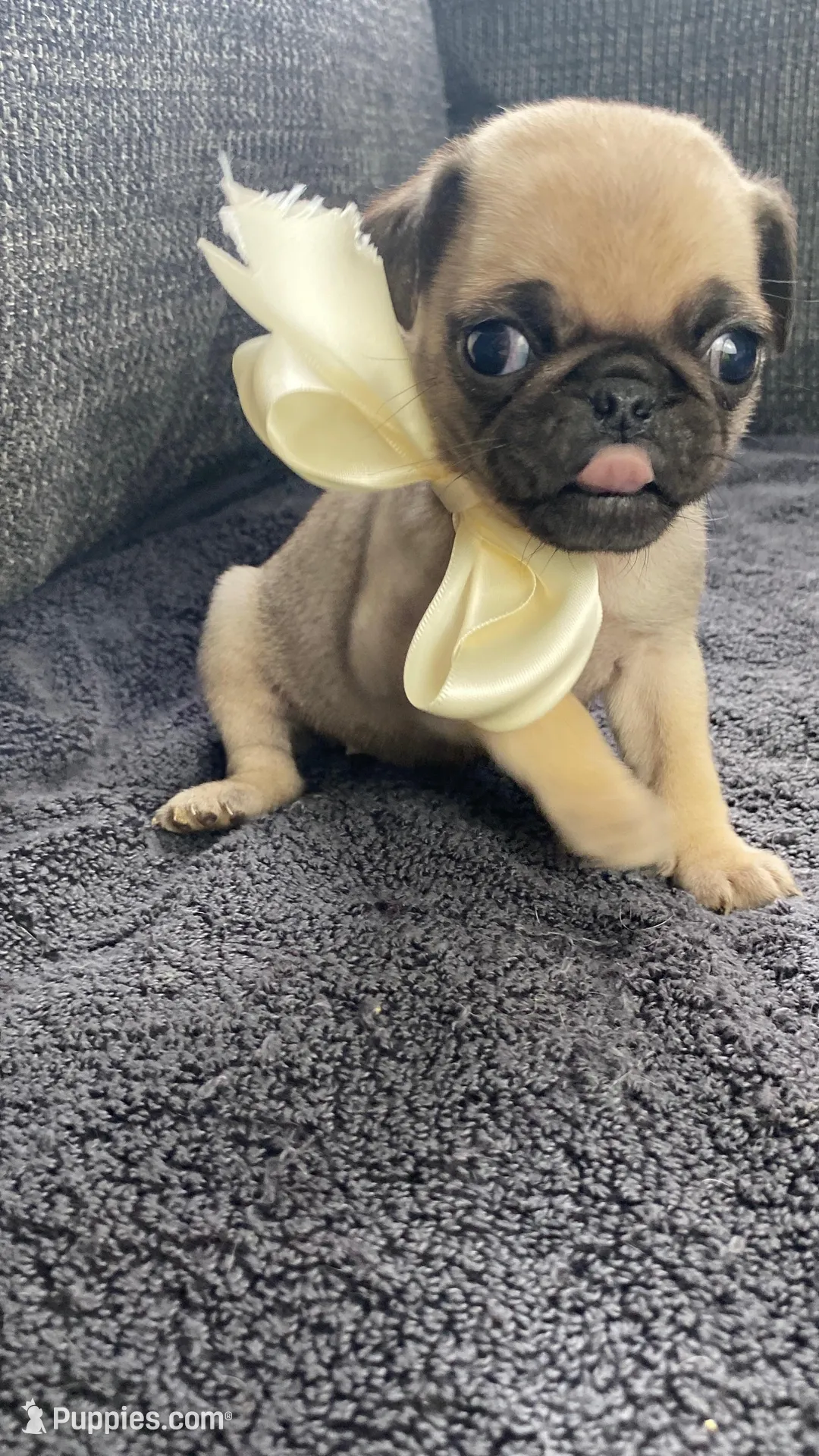 Olive , a female Pug for sale in Mocksville, NC – Photo 2 of 5