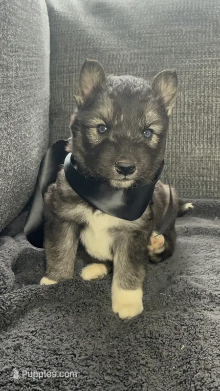 Denali – Siberian Husky puppy for sale in Mocksville, NC