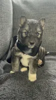 Denali, a male Siberian Husky for sale in Mocksville, NC – 1 of 7