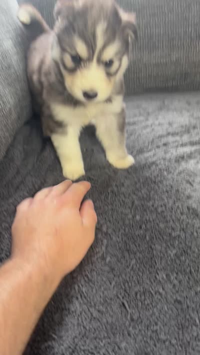 Balto , a male Siberian Husky for sale in Mocksville, NC – 4 of 4