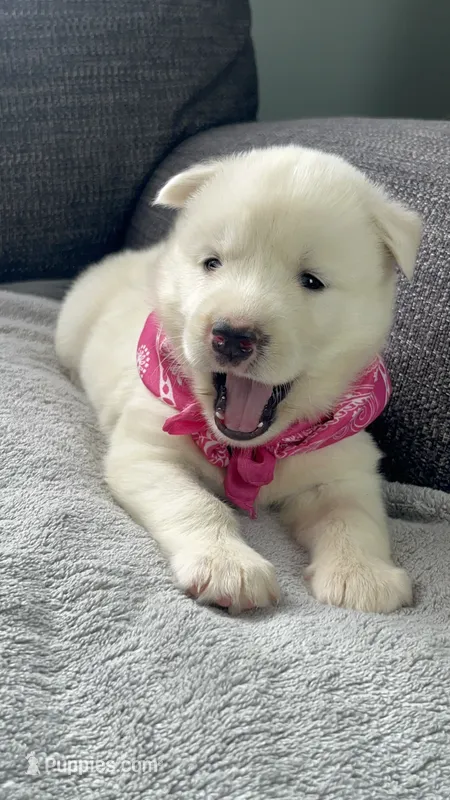 Trixie – Siberian Husky puppy for sale in Mocksville, NC