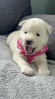 Trixie, a female Siberian Husky for sale in Mocksville, NC – 1 of 7