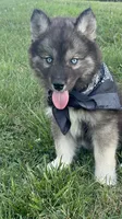 Bandit , a male Siberian Husky for sale in Mocksville, NC – 3 of 5