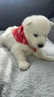 Coke Bear , a male Siberian Husky for sale in Mocksville, NC – 4 of 6