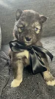 Aspen , a male Siberian Husky for sale in Mocksville, NC – 4 of 6