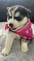 Luna , a female Siberian Husky for sale in Mocksville, NC – 5 of 6