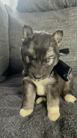 Denali, a male Siberian Husky for sale in Mocksville, NC – 4 of 7