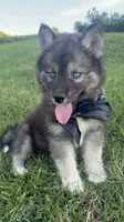 Bandit , a male Siberian Husky for sale in Mocksville, NC – 4 of 5