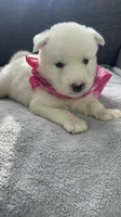 Trixie, a female Siberian Husky for sale in Mocksville, NC – 6 of 7