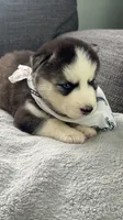 Teela, a female Siberian Husky for sale in Mocksville, NC – 5 of 6