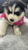 Luna , a female Siberian Husky for sale in Mocksville, NC – 4 of 6