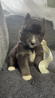 Aurora , a female Siberian Husky for sale in Mocksville, NC – 2 of 6