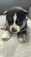 Oreo, a female Siberian Husky for sale in Mocksville, NC – 5 of 5