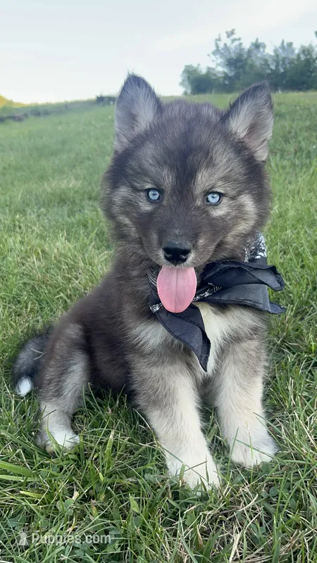 Bandit  – Siberian Husky puppy for sale in Mocksville, NC