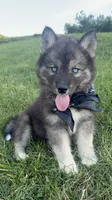 Bandit , a male Siberian Husky for sale in Mocksville, NC – 1 of 5