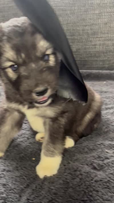 Denali, a male Siberian Husky for sale in Mocksville, NC – 7 of 7