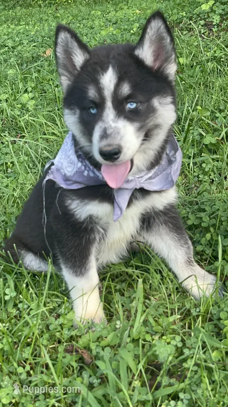 Oreo – Siberian Husky puppy for sale in Mocksville, NC