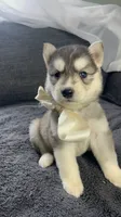 Misty, a female Siberian Husky for sale in Mocksville, NC – 2 of 3