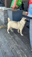 Bubba, a male Pug for sale in Mocksville, NC – 2 of 3