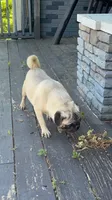Bubba, a male Pug for sale in Mocksville, NC – 3 of 3