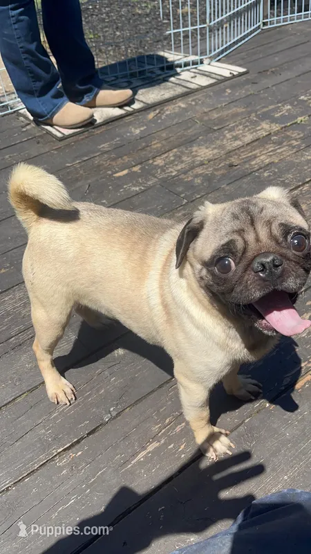 Bubba – Pug puppy for sale in Mocksville, NC