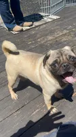 Bubba, a male Pug for sale in Mocksville, NC – 1 of 3