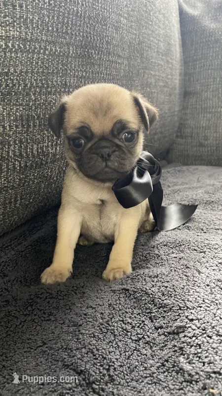 Gus – Pug puppy for sale in Mocksville, NC