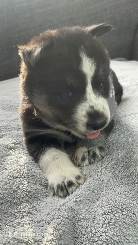 Oreo – Siberian Husky puppy for sale in Mocksville, NC
