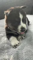 Oreo, a female Siberian Husky for sale in Mocksville, NC – 1 of 5