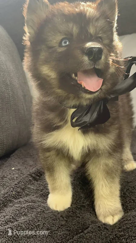 Denali – Siberian Husky puppy for sale in Mocksville, NC