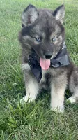 Bandit , a male Siberian Husky for sale in Mocksville, NC – 2 of 5