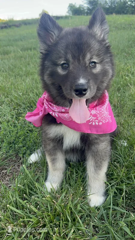 Kiva – Siberian Husky puppy for sale in Mocksville, NC