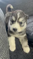 Balto , a male Siberian Husky for sale in Mocksville, NC – 2 of 4