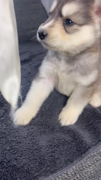 Misty, a female Siberian Husky for sale in Mocksville, NC – 3 of 3