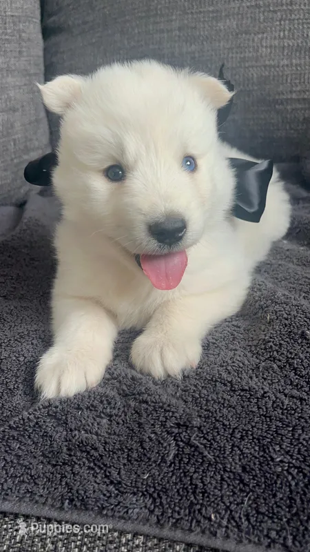 Polar white  – Siberian Husky puppy for sale in Mocksville, NC