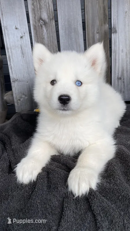 Panda – Siberian Husky puppy for sale in Mocksville, NC