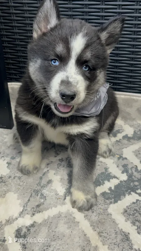 Oreo – Siberian Husky puppy for sale in Mocksville, NC
