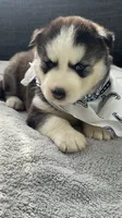 Teela, a female Siberian Husky for sale in Mocksville, NC – 3 of 6