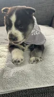 Oreo, a female Siberian Husky for sale in Mocksville, NC – 3 of 5