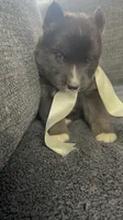 Aurora , a female Siberian Husky for sale in Mocksville, NC – 3 of 6